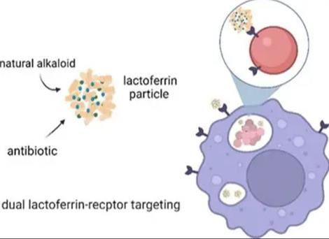 ICG-乳铁蛋白,ICG-LF
