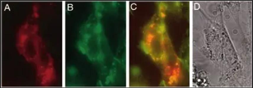 FITC-转铁蛋白,FITC-Transferrin