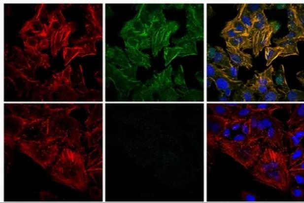罗丹明-刀豆球蛋白A,RB-ConA