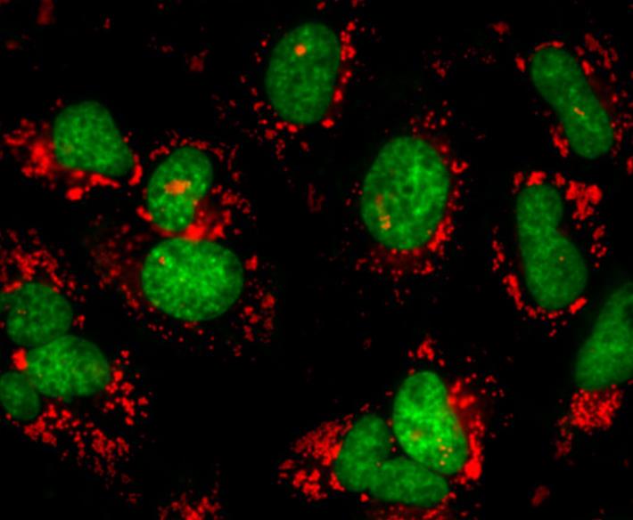 FITC-卵清蛋白,FITC-OVA
