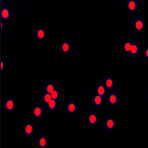 红色聚苯乙烯荧光微球20nm-200um,Red Fluorescent PS Microspheres
