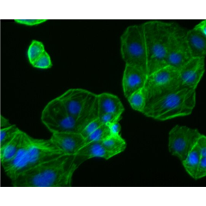 猪精原细胞,Porcine spermatogonia