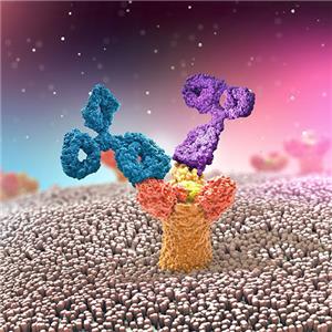 人整合素Integrin αVβ3蛋白, His Tag&Tag Free