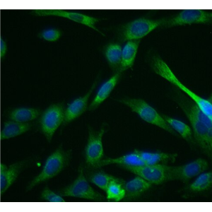 羊皮脂腺细胞,Sepia gland cells