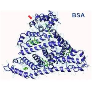  2-OA-BSA ，2 - 辛炔酸标记牛血清白蛋白
