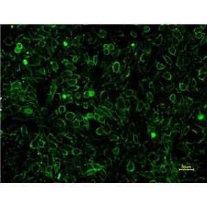 FITC-ConA，FITC-刀豆球蛋白A
