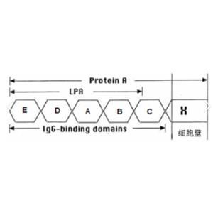 CY5-Protein A,CY5-蛋白A