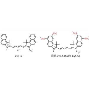 CY5.5-卵清蛋白，CY5.5-OVA