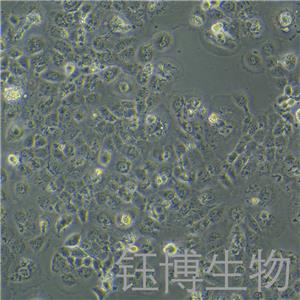 A253（人颌下腺鳞癌细胞）YB-72006HC,A253