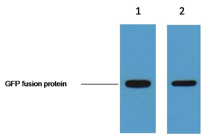 GFP-Tag单抗(1G6),GFP-Tag Monoclonal Antibody(1G6)