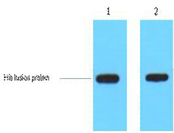 His-Tag单抗,His-Tag Polyclonal Antibody