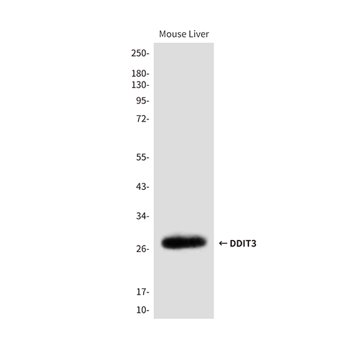 DDIT3 (7G7)鼠单抗,DDIT3 (7G7) Mouse Monoclonal Antibody