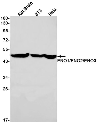 ENO1/2/3兔单抗,ENO1/2/3 Rabbit Monoclonal Antibody