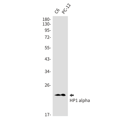 HP1 alpha兔单抗,HP1 alpha Rabbit Monoclonal Antibody