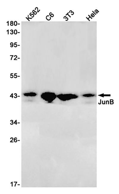 JunB兔单抗,JunB Rabbit Monoclonal Antibody