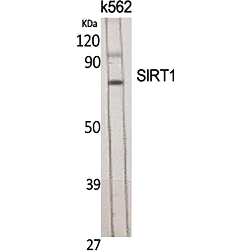 SIRT1兔多抗,SIRT1 Rabbit Polyclonal Antibody