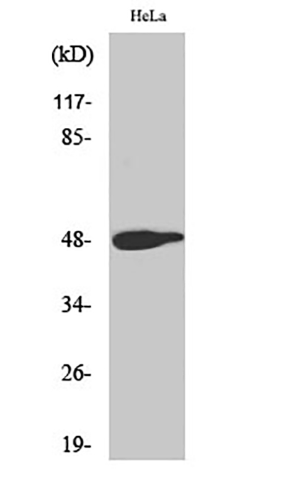 AP-1 (phospho Thr239)兔多抗,AP-1 (phospho Thr239) Rabbit Polyclonal Antibody