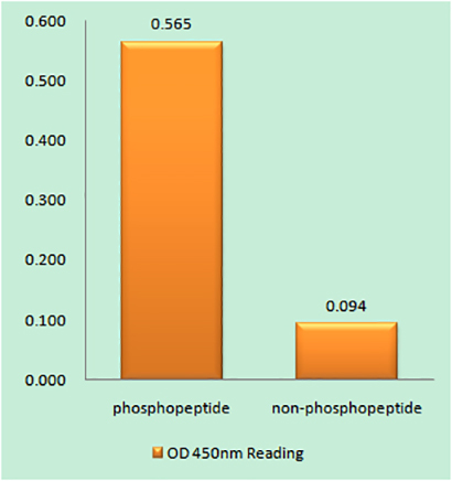 Cdk5 (phospho Tyr15)兔多抗,Cdk5 (phospho Tyr15) Rabbit Polyclonal Antibody