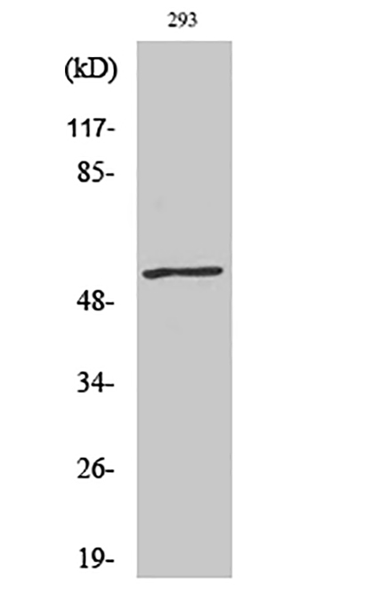 c-Myc (phospho Thr58)兔多抗,c-Myc (phospho Thr58) Rabbit Polyclonal Antibody