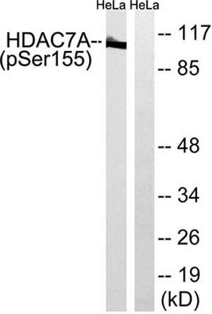 HDAC7 (phospho Ser155)兔多抗,HDAC7 (phospho Ser155) Rabbit Polyclonal Antibody
