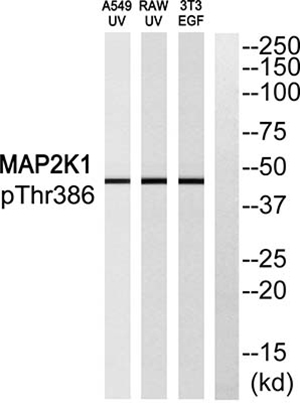 MEK-1 (phospho Thr386)兔多抗,MEK-1 (phospho Thr386) Rabbit Polyclonal Antibody