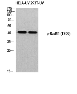 Rad51 (phospho Thr309)兔多抗,Rad51 (phospho Thr309) Rabbit Polyclonal Antibody