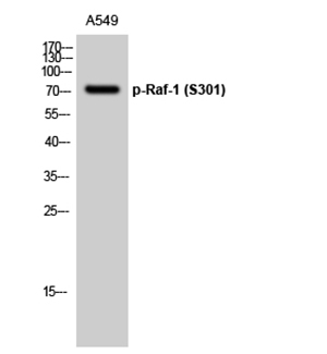 Raf-1 (phospho Ser301)兔多抗,Raf-1 (phospho Ser301) Rabbit Polyclonal Antibody