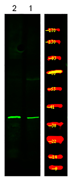 Myd88 (Phospho-Tyr257)兔多抗,Myd88 (Phospho-Tyr257) Rabbit Polyclonal Antibody
