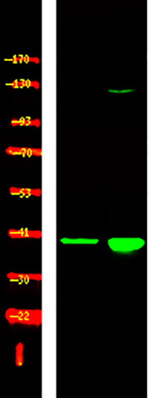 p38-γ/δ (Phospho-Tyr185/182)兔多抗,p38-γ/δ (Phospho-Tyr185/182) Rabbit Polyclonal Antibody
