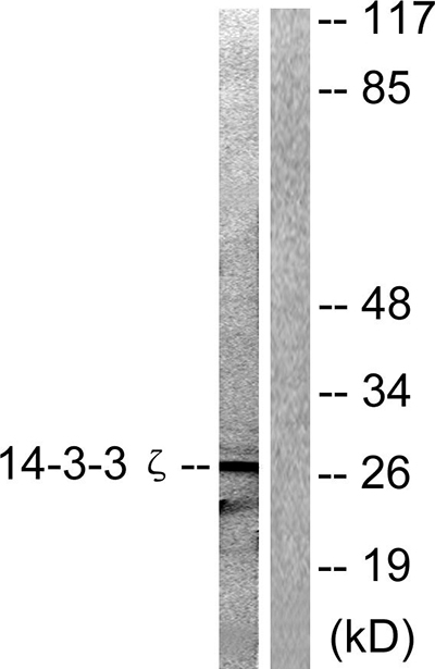 14-3-3 ζ兔多抗,14-3-3 ζ Rabbit Polyclonal Antibody