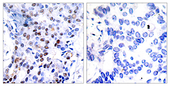 AP-1兔多抗,AP-1 Rabbit Polyclonal Antibody