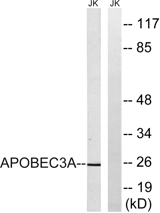 APOBEC3A兔多抗,APOBEC3A Rabbit Polyclonal Antibody