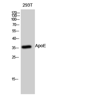ApoE兔多抗,ApoE Rabbit Polyclonal Antibody