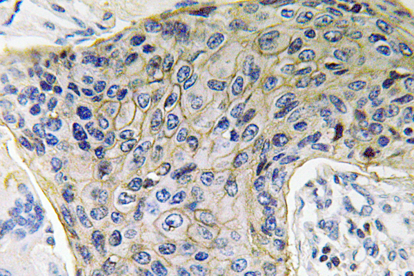 AQP4兔多抗,AQP4 Rabbit Polyclonal Antibody