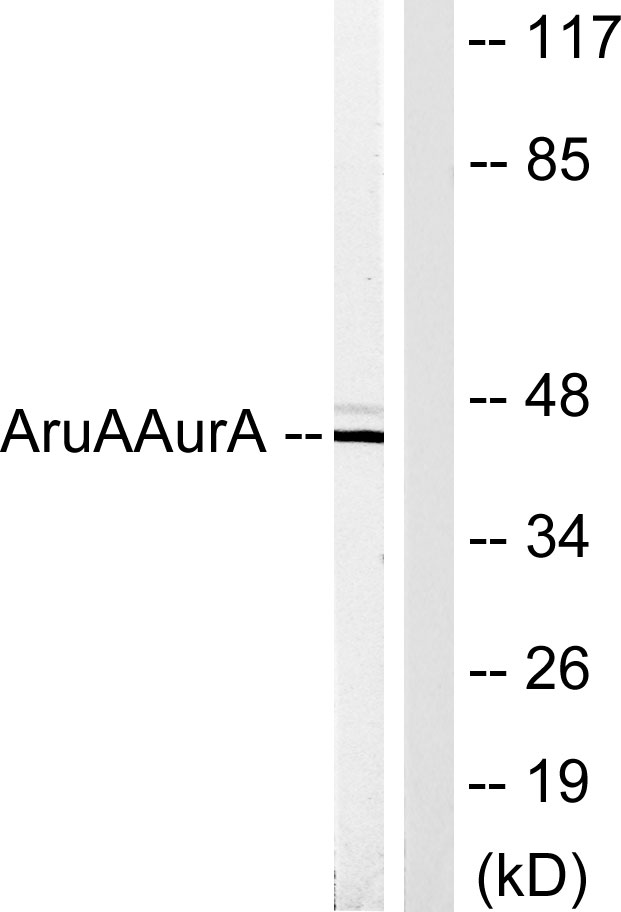 ARK-1兔多抗,ARK-1 Rabbit Polyclonal Antibody