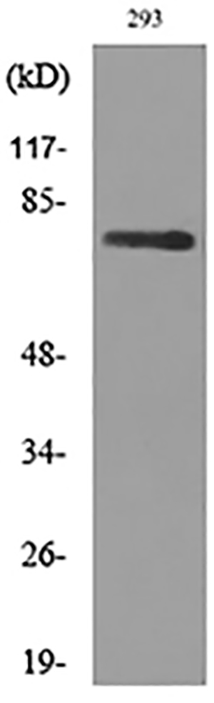 Bcl-6兔多抗,Bcl-6 Rabbit Polyclonal Antibody
