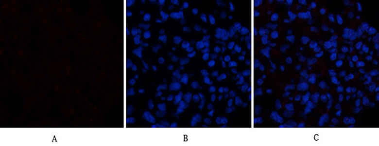 Caspase-1兔多抗,Caspase-1 Rabbit Polyclonal Antibody