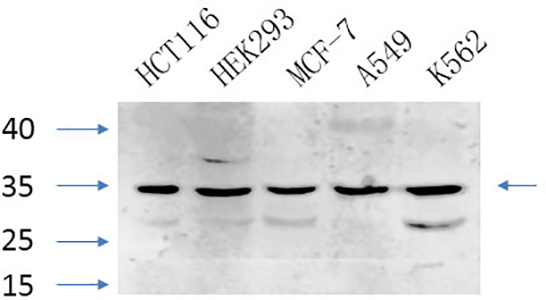 Caspase-7兔多抗,Caspase-7 Rabbit Polyclonal Antibody