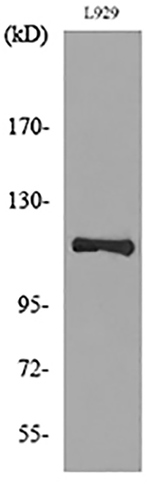 CD107a兔多抗,CD107a Rabbit Polyclonal Antibody