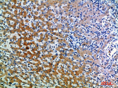 CD109兔多抗,CD109 Rabbit Polyclonal Antibody