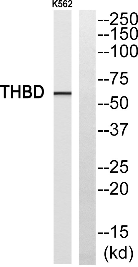 CD141兔多抗,CD141 Rabbit Polyclonal Antibody