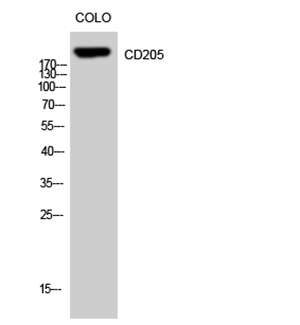 CD205兔多抗,CD205 Rabbit Polyclonal Antibody