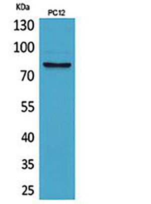 CD239兔多抗,CD239 Rabbit Polyclonal Antibody