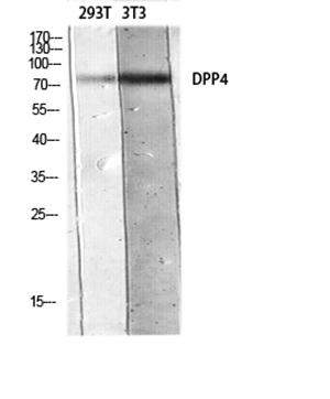 CD26兔多抗,CD26 Rabbit Polyclonal Antibody