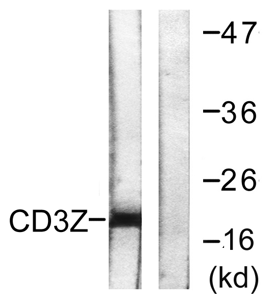 CD3 ζ兔多抗,CD3 ζ Rabbit Polyclonal Antibody