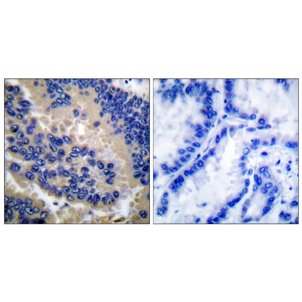 Cleaved-Caspase-3 p17 (D175)兔多抗,Cleaved-Caspase-3 p17 (D175) Rabbit Polyclonal Antibody