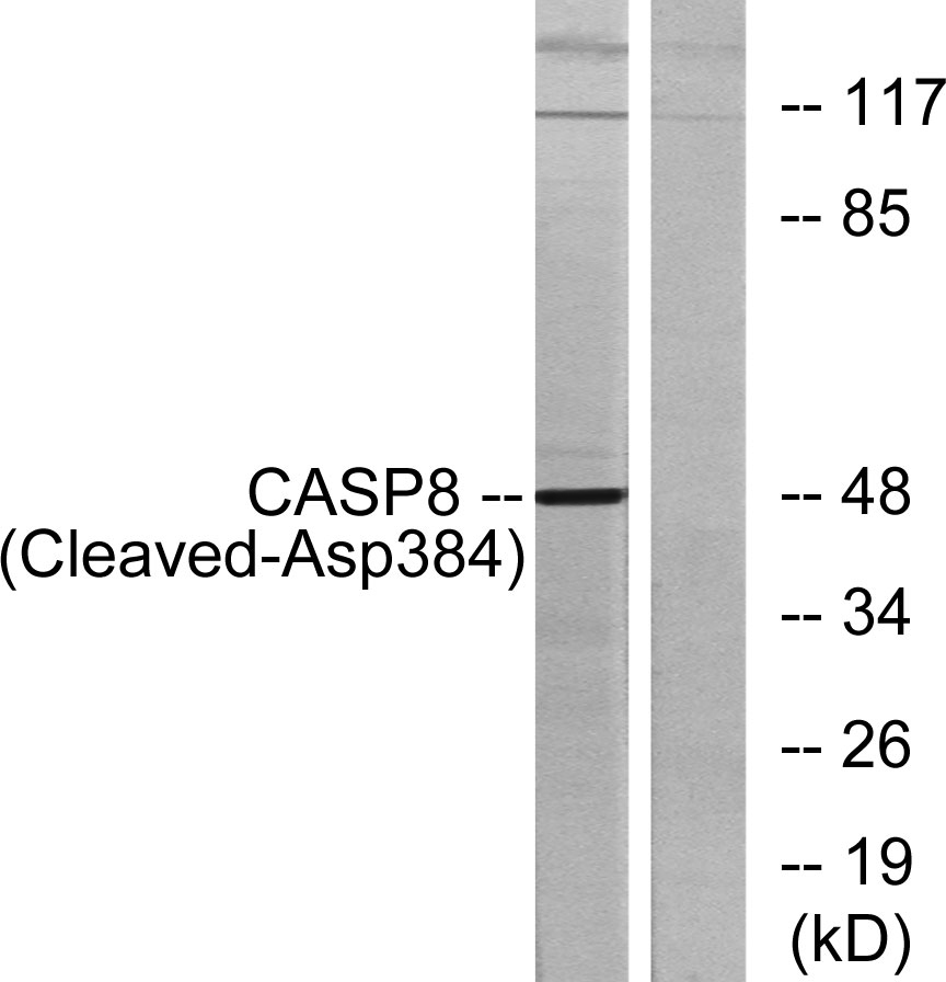 Cleaved-Caspase-8 (D384)兔多抗,Cleaved-Caspase-8 (D384) Rabbit Polyclonal Antibody