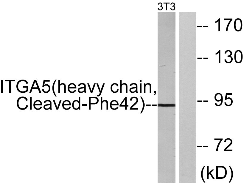 Cleaved-Integrin α5 HC (F42)兔多抗,Cleaved-Integrin α5 HC (F42) Rabbit Polyclonal Antibody