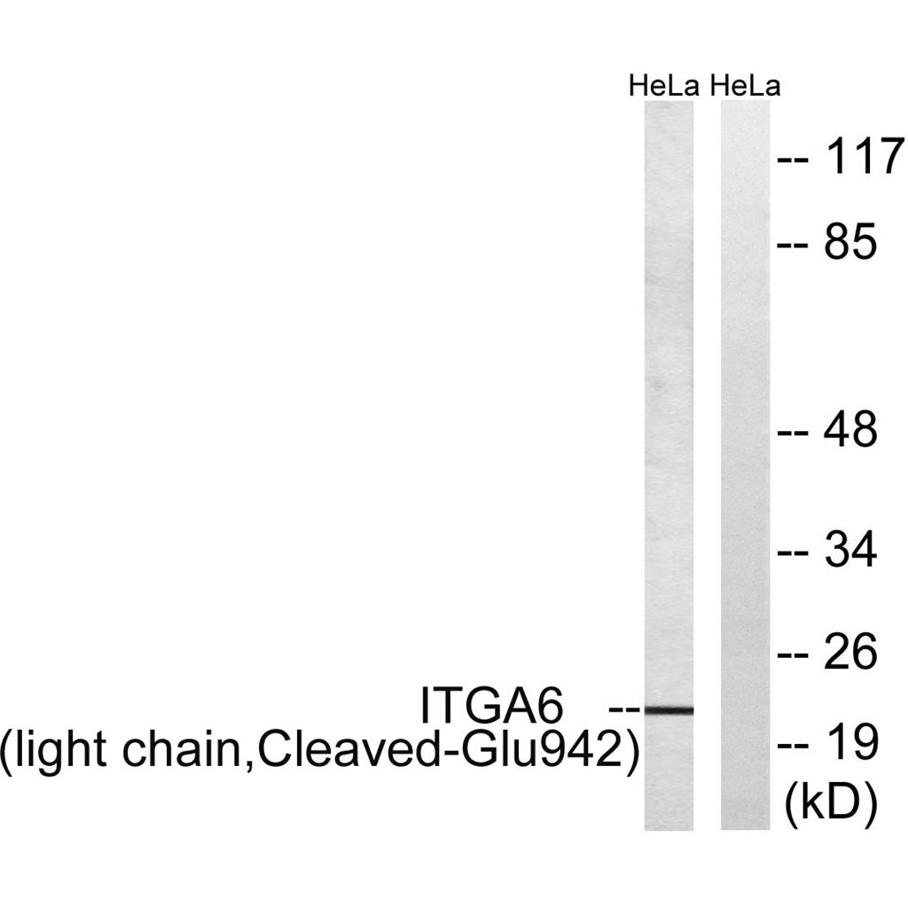 Cleaved-Integrin α6 LC (E942)兔多抗,Cleaved-Integrin α6 LC (E942) Rabbit Polyclonal Antibody