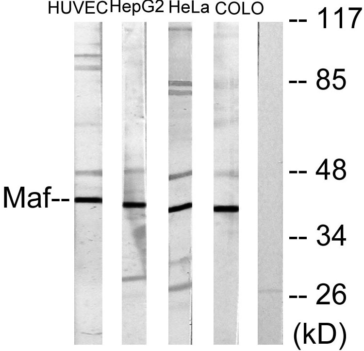 c-Maf兔多抗,c-Maf Rabbit Polyclonal Antibody